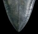 Killer Megalodon Tooth - Serrated #4767-3